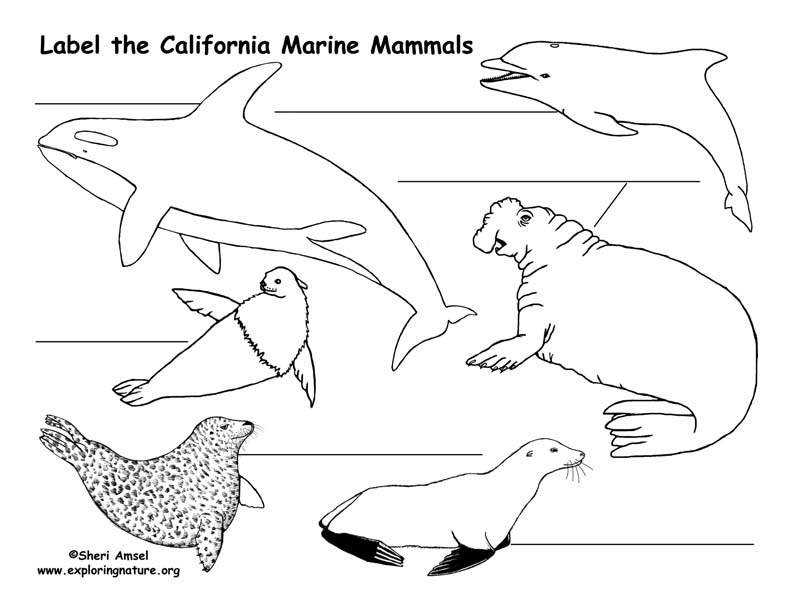 california-habitats-mammals-birds-amphibians-reptiles